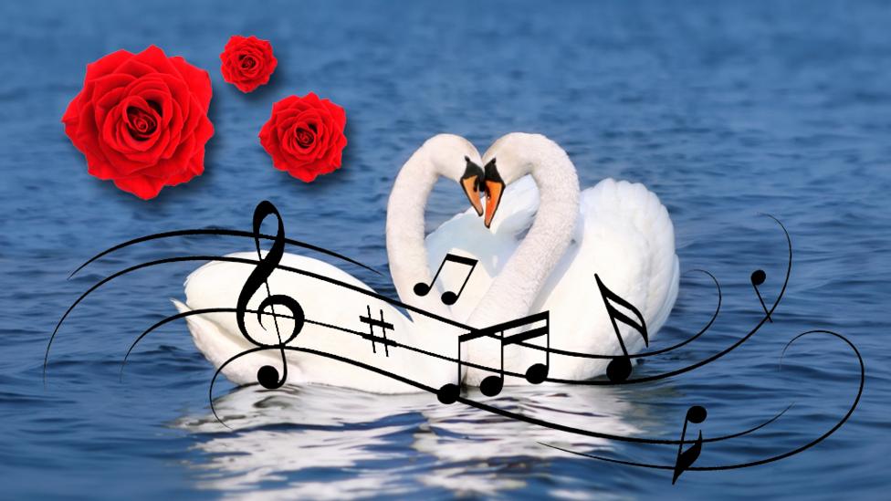 Strictly Dancing Animals