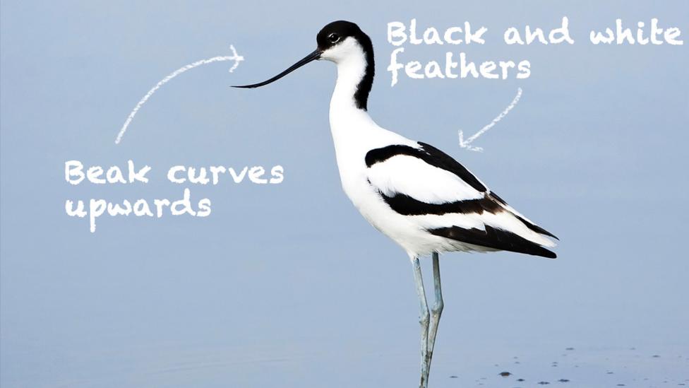 A photo of an avocet as if viewed through binoculars.