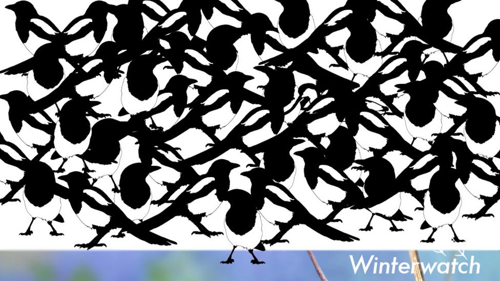 A visual puzzle to find the hidden avocet among lots of magpies.