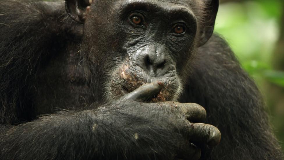 A close up of an adult chimpanzee eating from its hand.