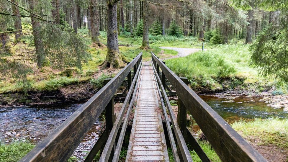 Image of a boardwalk bridge over a river to a forest.