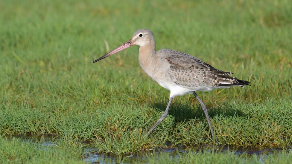 Image of a bird with a long beak walking in grass.