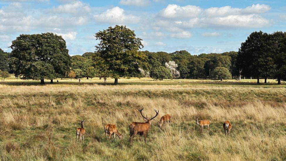 Image of deer sitting in a large parkland in Cheshire.