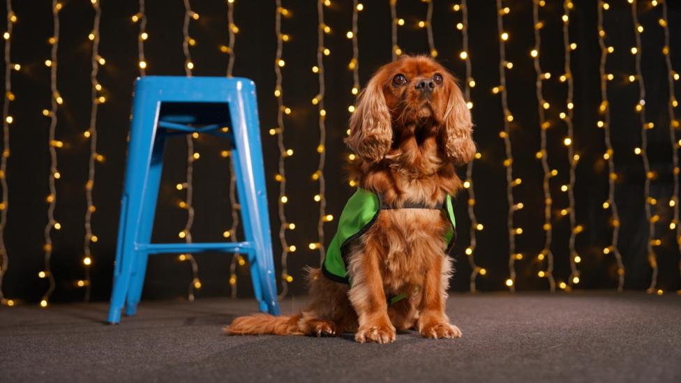 Toffee, a small brown dog, sits on a stage with fairy lights hanging in the background.