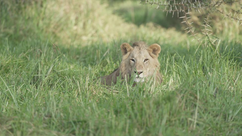 Lion lying in long grass.
