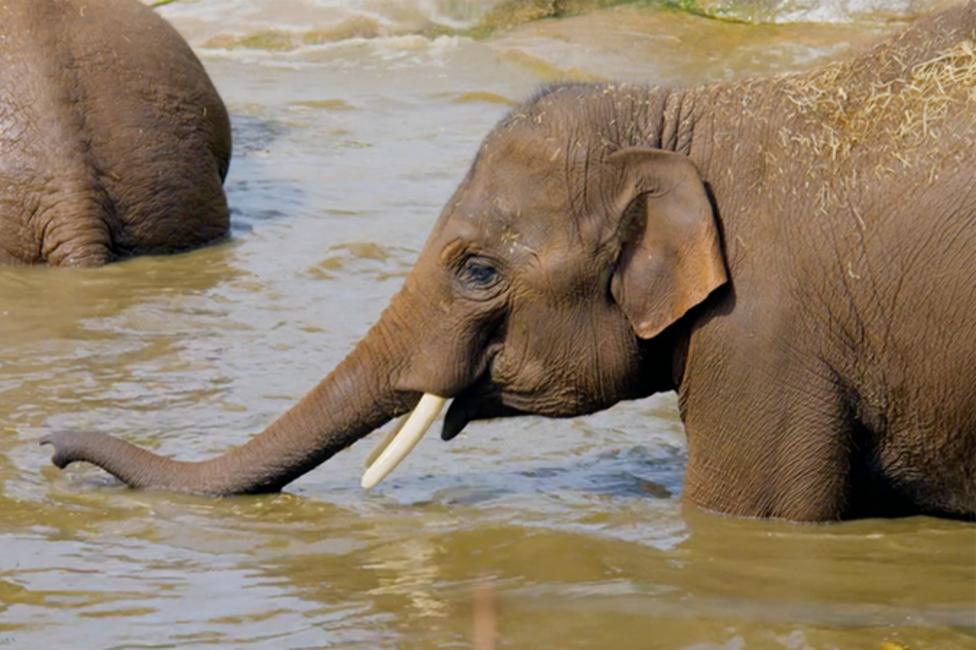 An elephant in the water with it's trunk extended.