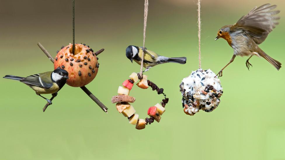 Three bird feeders hanging over green background, one made with an apple, another with a pine cone and a third with a loop of fruit.