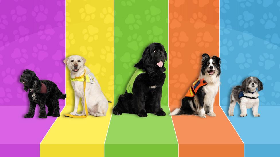 The Dog Squad dogs on a multi-coloured background