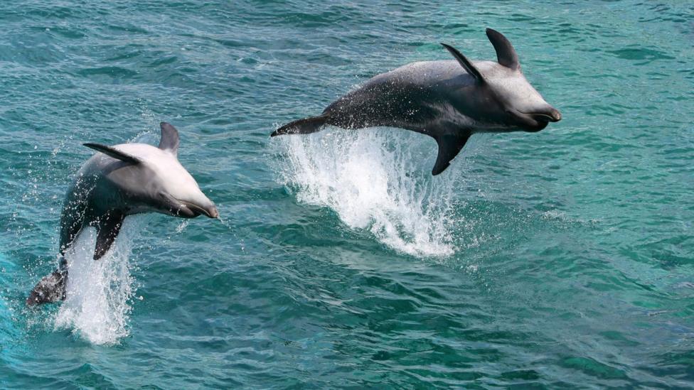 Leaping Animals Gallery