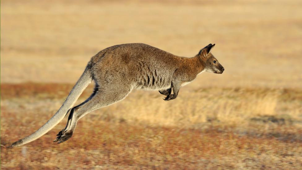 Leaping Animals Gallery