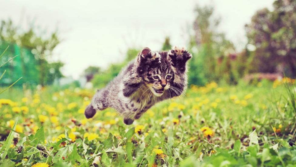 Leaping Animals Gallery