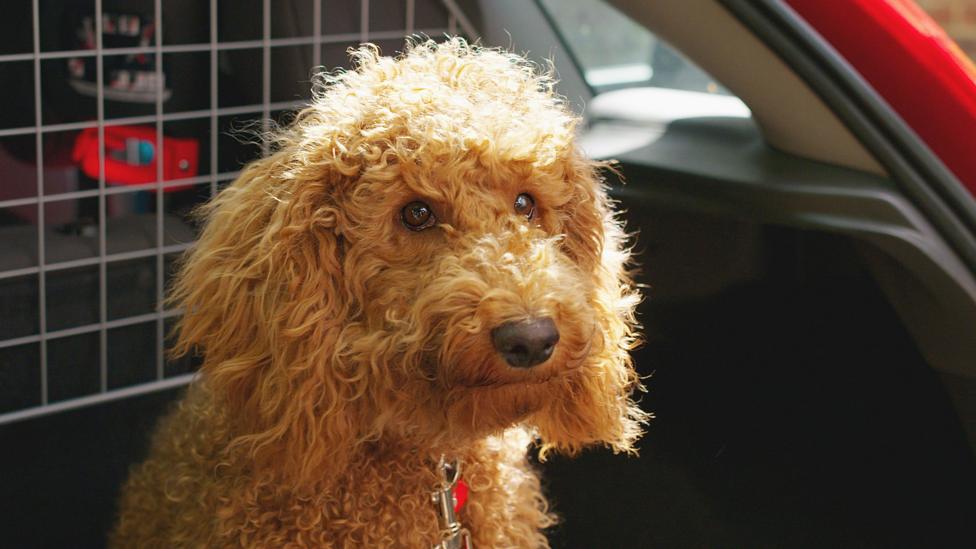 Close-up of Waffle from Waffle the Wonder Dog