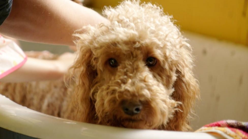 Waffle is in a bath.