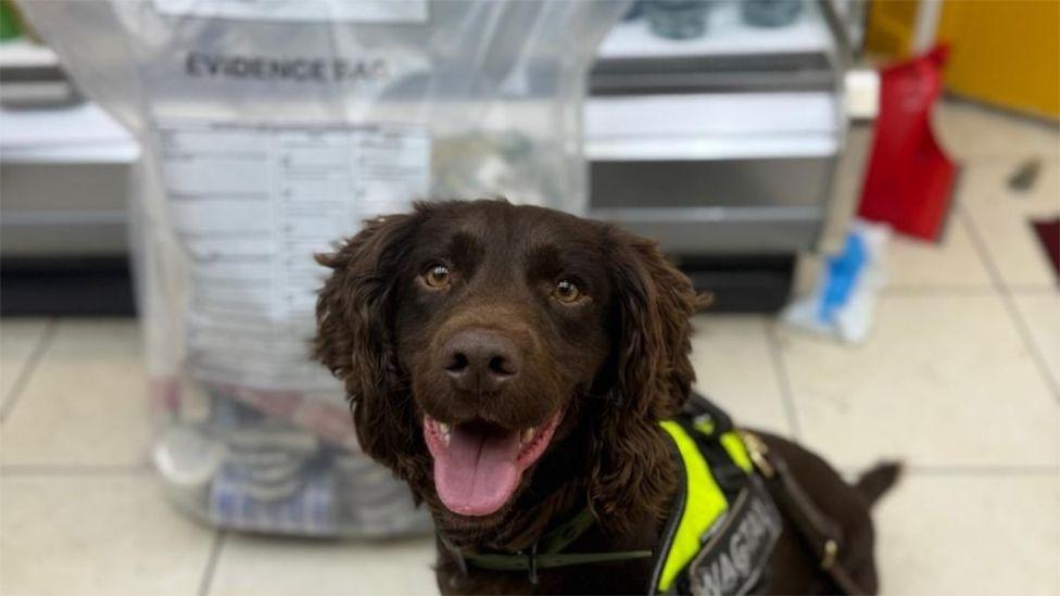 can sniffer dogs smell tobacco Detection dogs sniff out £100k of illicit tobacco across Pendle