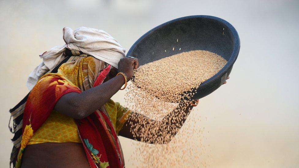 Woman threshing wheat