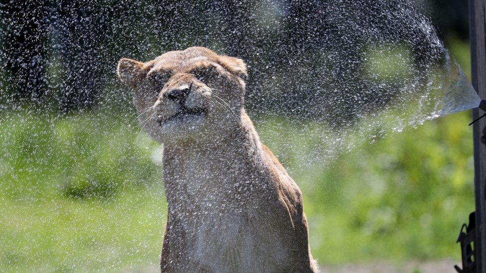 lioness-using-sprinkler.