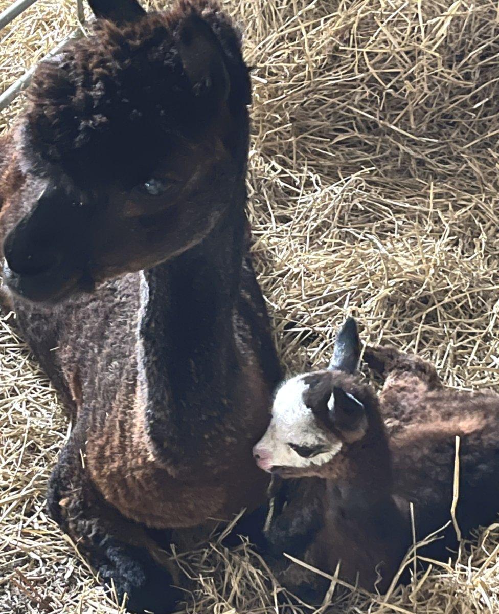 Buddy and mum