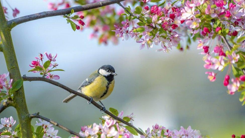 Blue tit in blossom tree