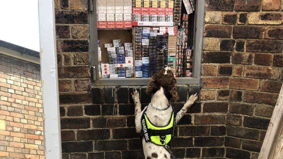 Detection dog at the hole-in-the-wall