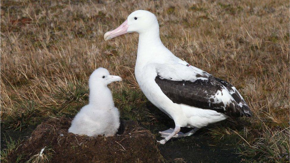 adult and juvenile albatross