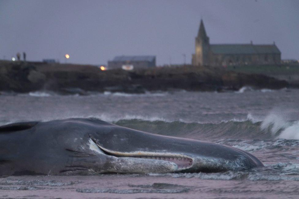 Dead whale on Northumberland shore