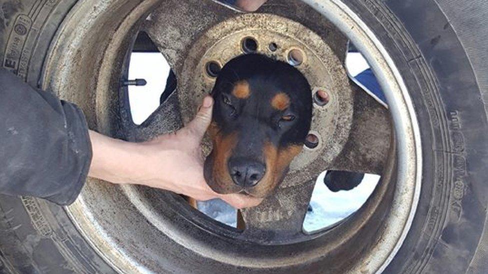 Blaze the dog with head stuck in wheel