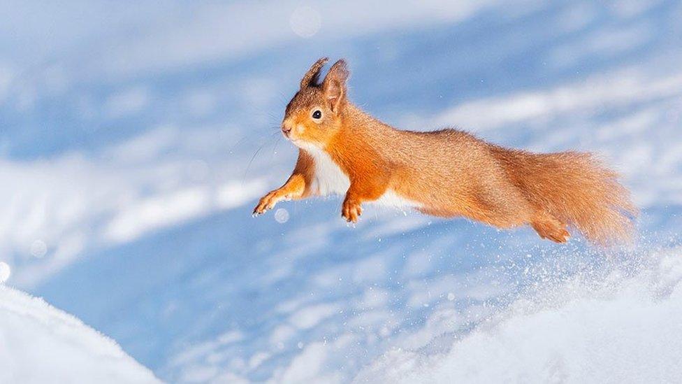 Red squirrel