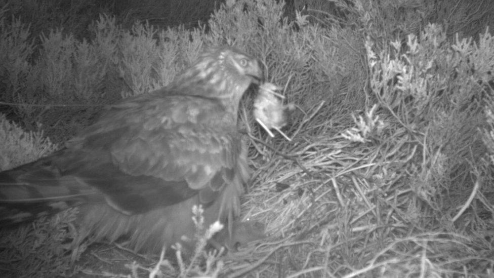 Hen harrier removing dead chick from nest