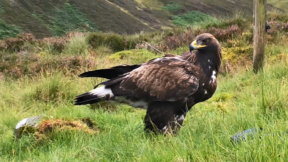 Golden Eagle