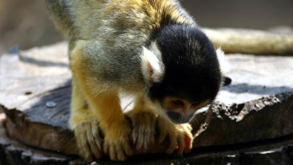 squirrel monkey