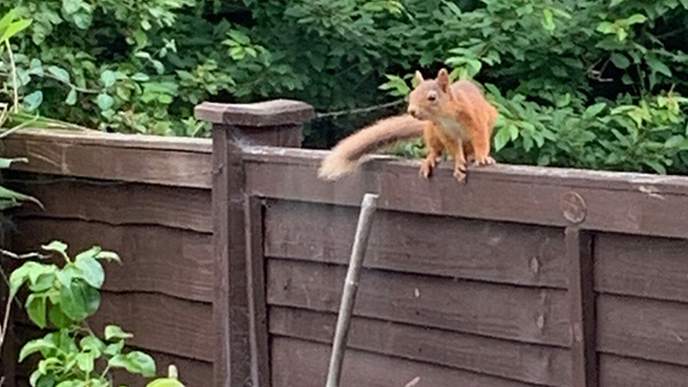 Red squirrel