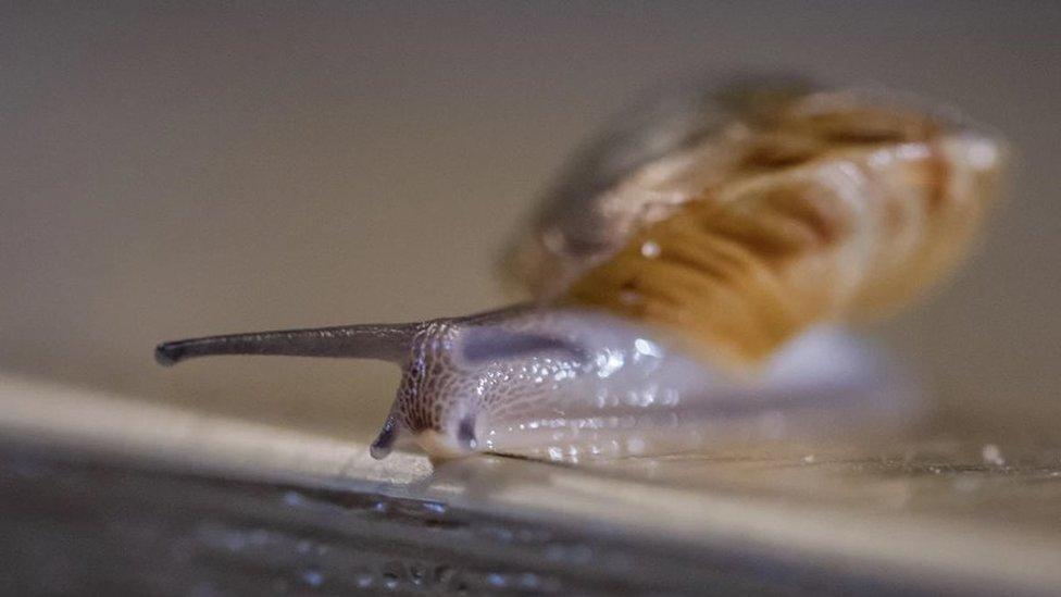 Bermudan land snail (c) Chester Zoo