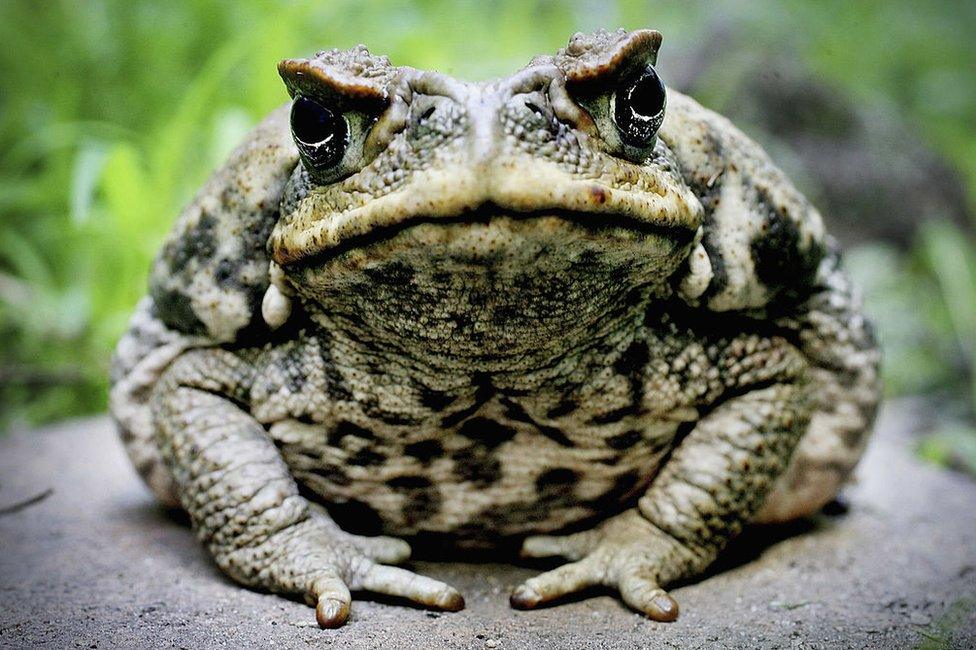 Cane Toad is exhibited at Taronga Zoo 9 August 2005 in Sydney, Australia.