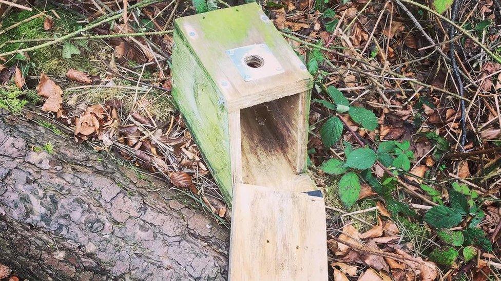 Damaged bird box