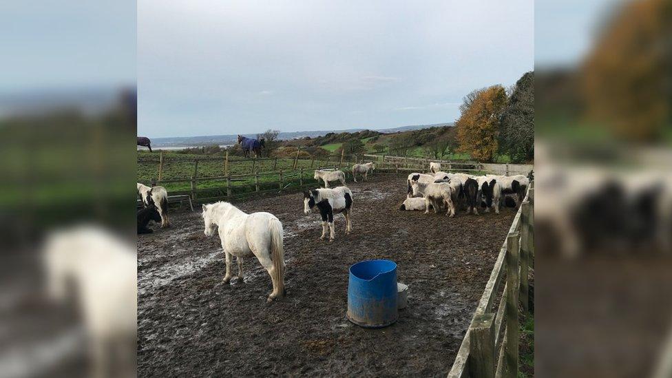 A muddy field full of horses