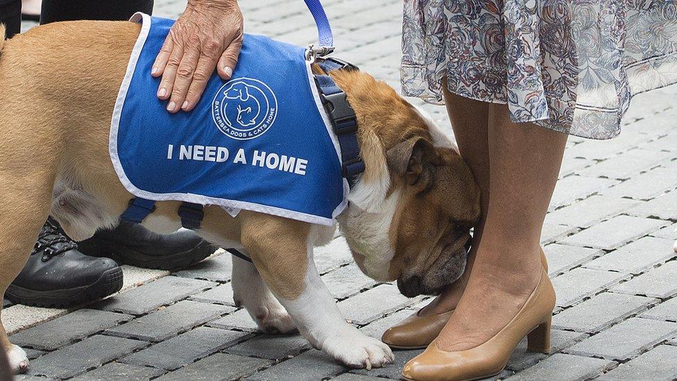 Winston the bulldog at Battersea Dogs Home