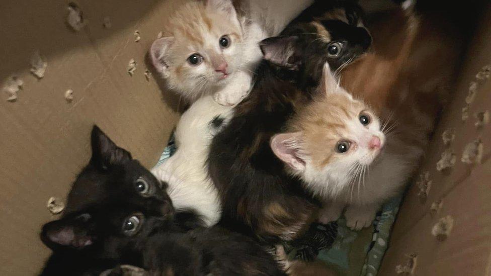 Box of kittens