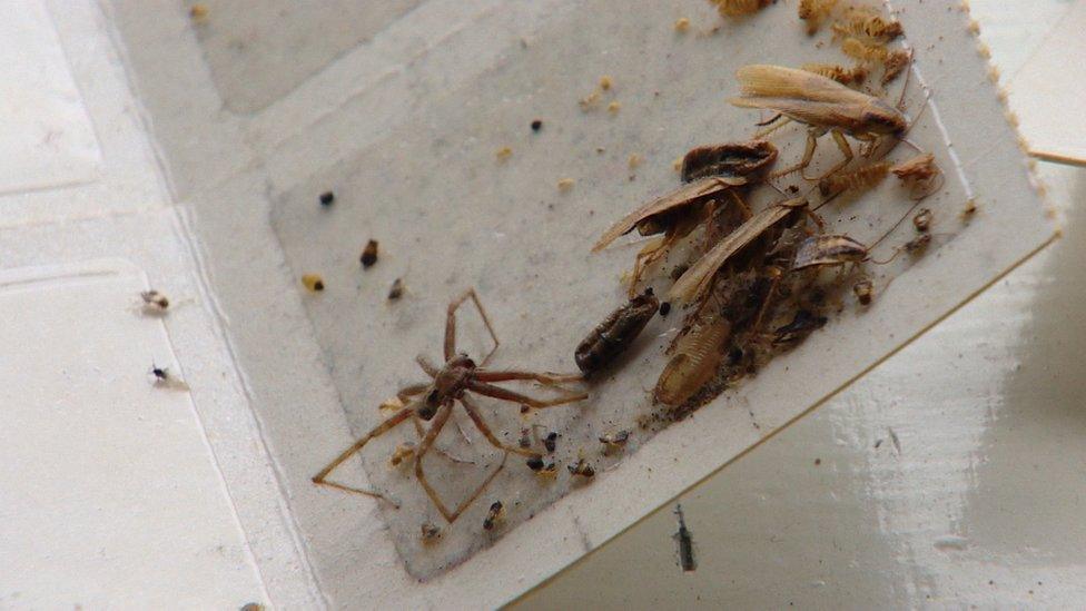 Insects in home in Govanhill