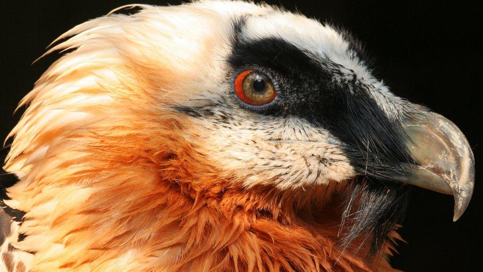 The lammergeier has been reintroduced to the Alps and Pyrenees