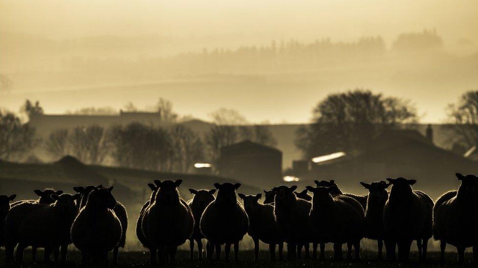 Sheep on a Scottish farm