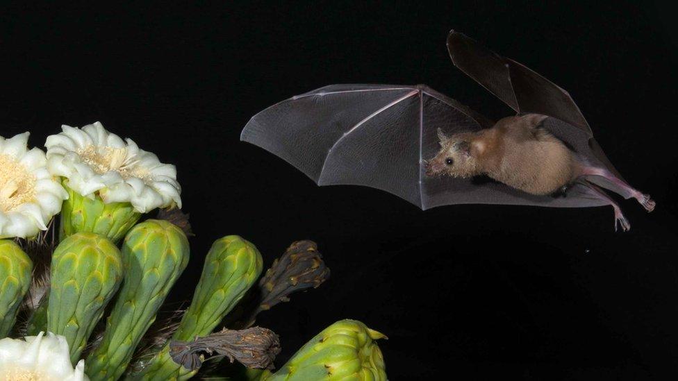 A tequila bat flies to a flower.