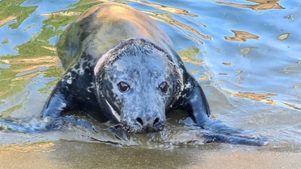 Mrs Vicar the rescued seal in a swimming pool