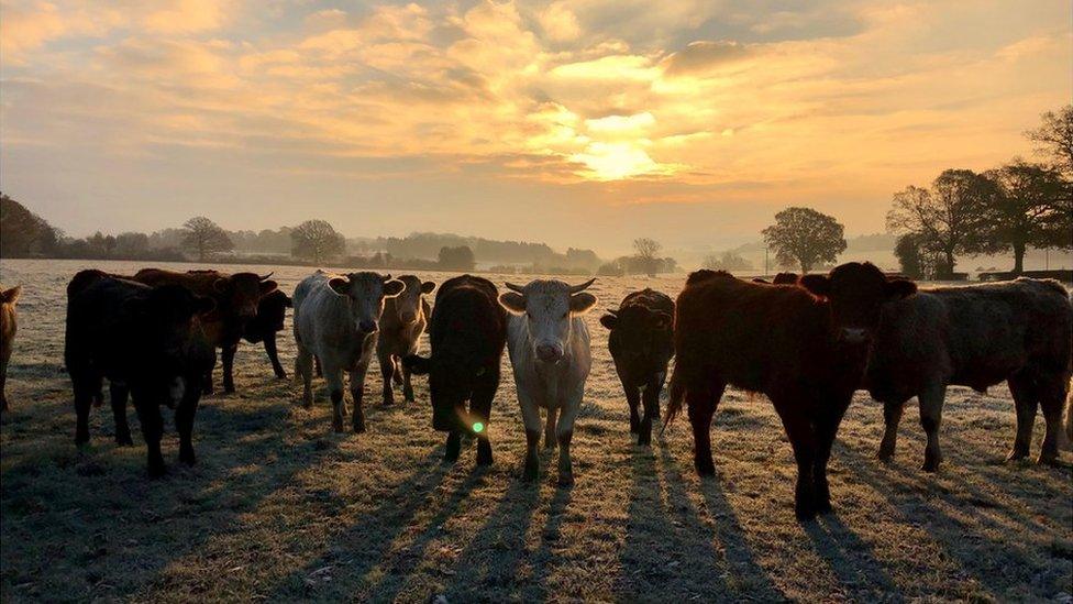 Cows in a field in Chesham