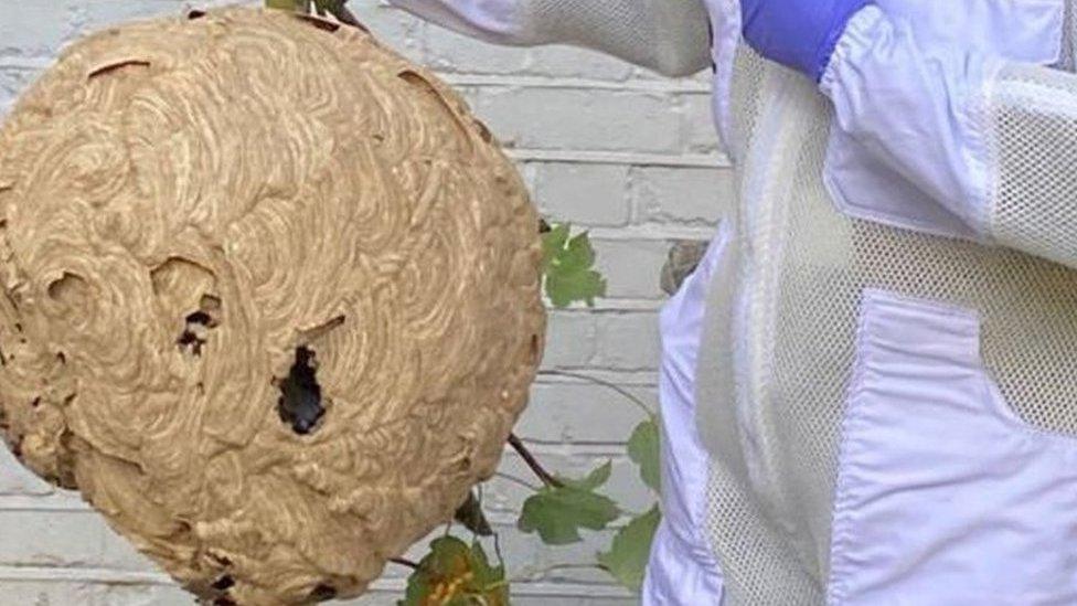 Asian hornet nest being held by Animal and Plant Health Agency inspectors