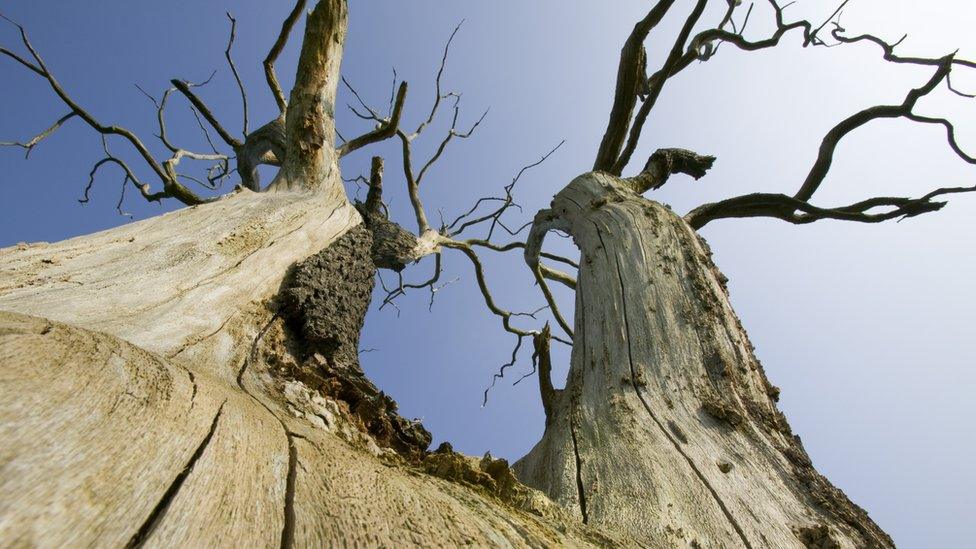 Dutch Elm Disease