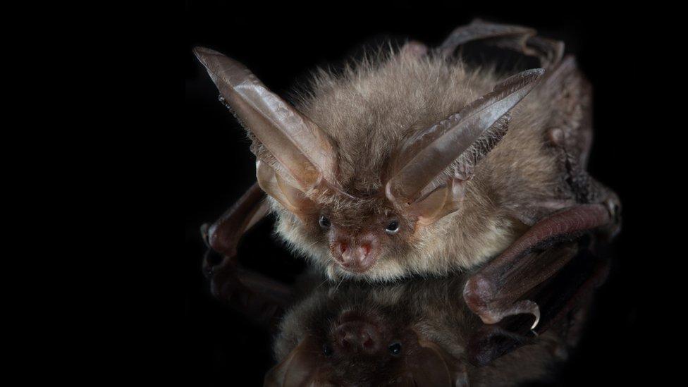 Brown long-eared bat