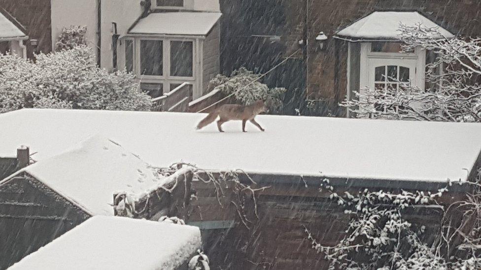 Fox on top of a snowy roof