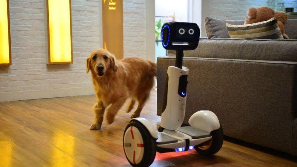 Segway robot and dog