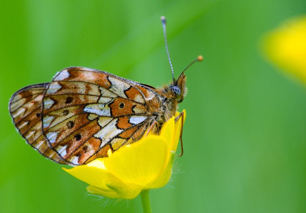 The pearl-bordered fritillary - 60% of butterflies have declined