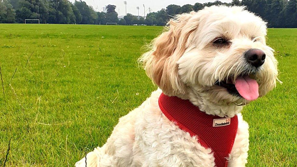 Dog near sports pitch